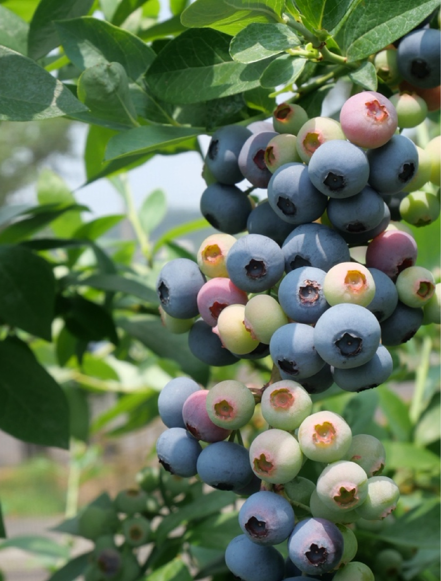 「最高品質でお届けする」私たちのこだわりは唯一無二。