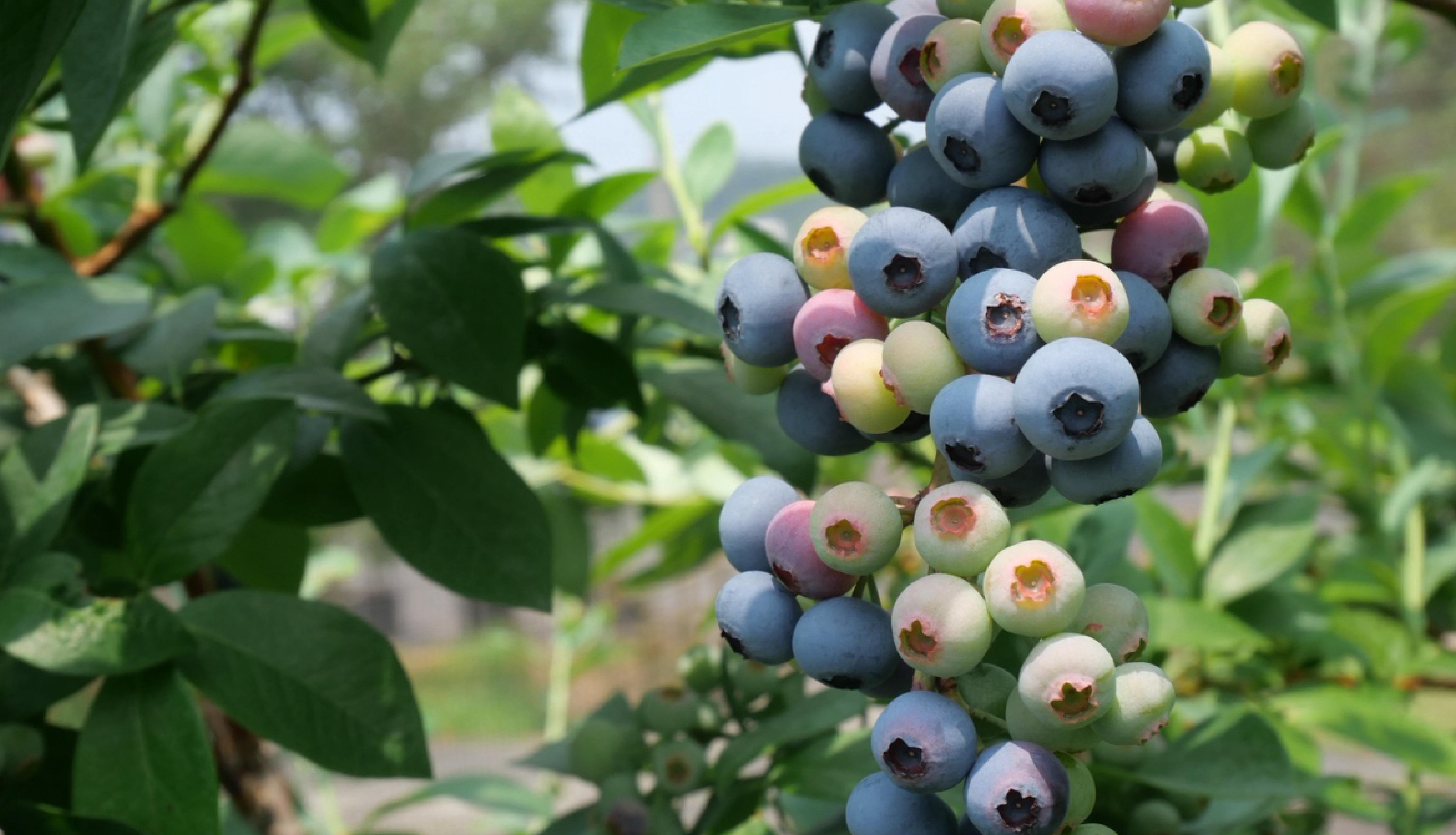 「最高品質でお届けする」私たちのこだわりは唯一無二。