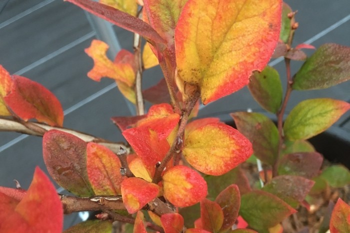 写真に収めたくなる デュークの紅葉 ブルーベリーファクトリー岐阜