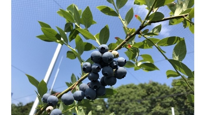 レガシー（６月下旬～７月中旬）