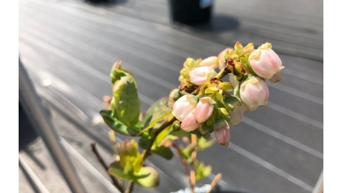 ヌイの花②～個性が出てきました～