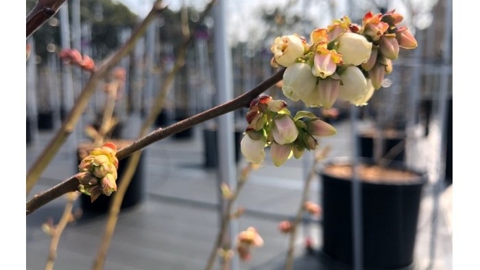 オニールの花➀～開花が早い！～