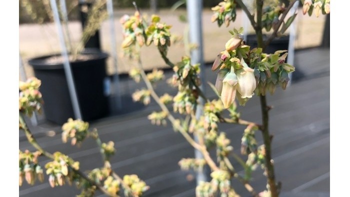 ブライトウェルの花➀　～開花の兆しが～