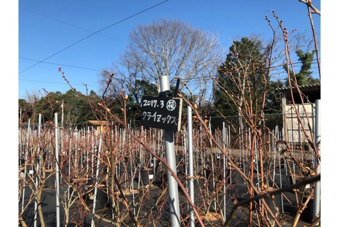 クライマックス ブルーベリーファクトリー岐阜