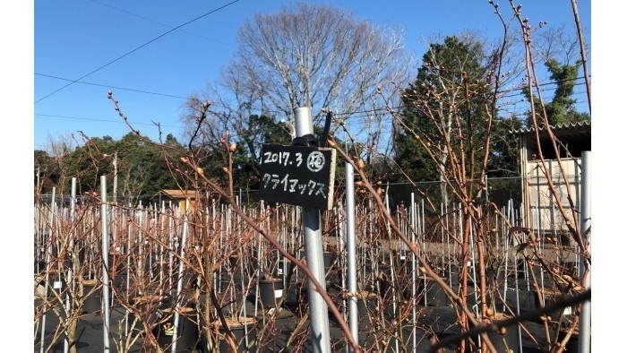 クライマックス