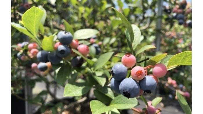 四連休は食事が出来るブルーベリー狩り園で一日のんびり♪