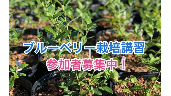 初心者のためのブルーベリー栽培講習 参加者募集中！