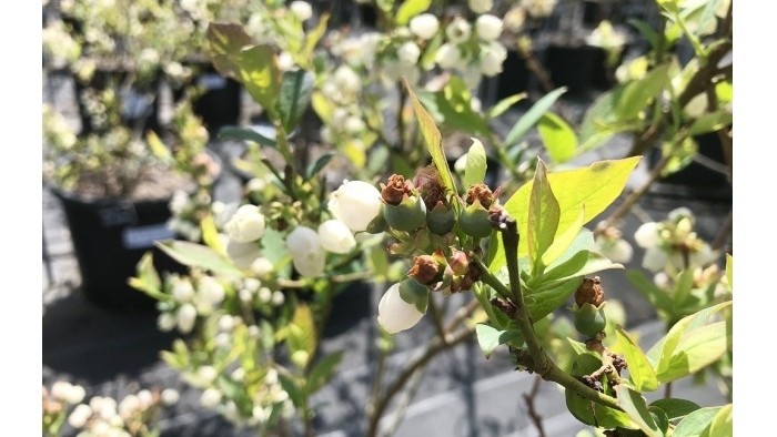 野生のマルハナバチ訪花