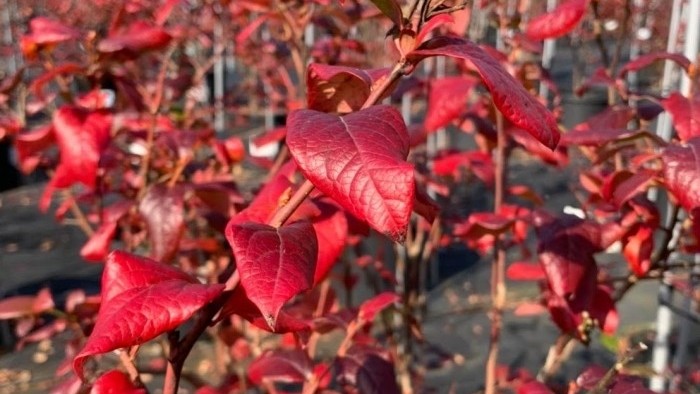 ブルーベリーの紅葉が見頃です