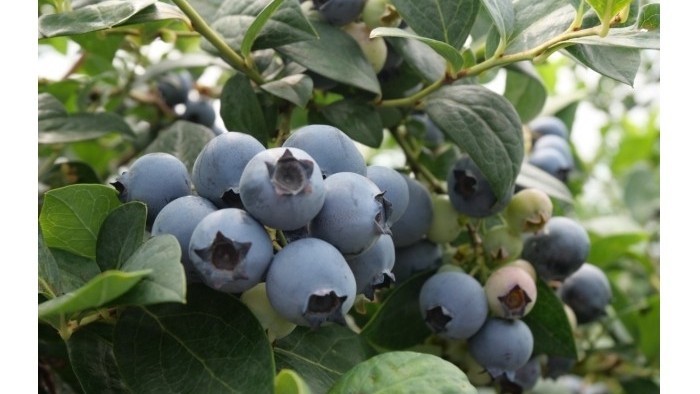 ブルーベリー狩り2026、予約解禁！