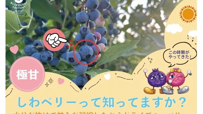 しわベリーの紹介♪