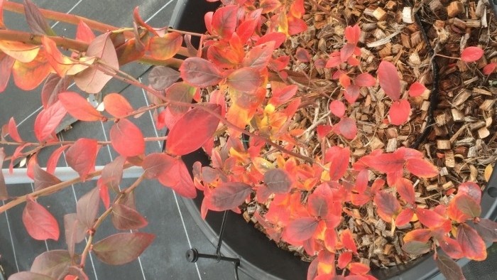 繊細な雰囲気　オニールの紅葉