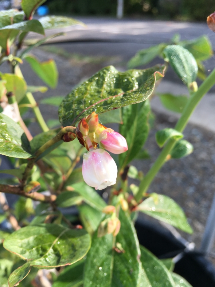 ブルーベリーの花言葉 ブルーベリーファクトリー岐阜