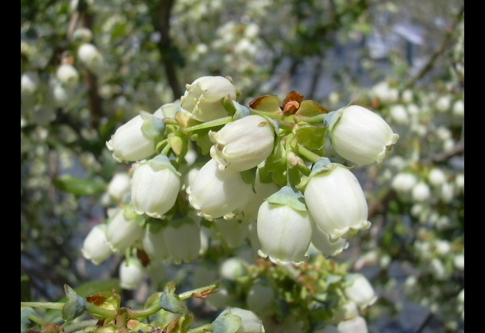 ブルーベリーの花言葉 ブルーベリーファクトリー岐阜