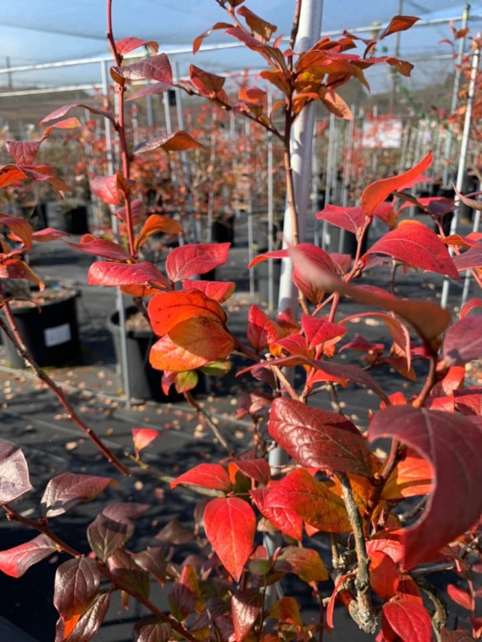 デュークの紅葉 ブルーベリーファクトリー岐阜 デュークの紅葉 ブルーベリーファクトリー岐阜